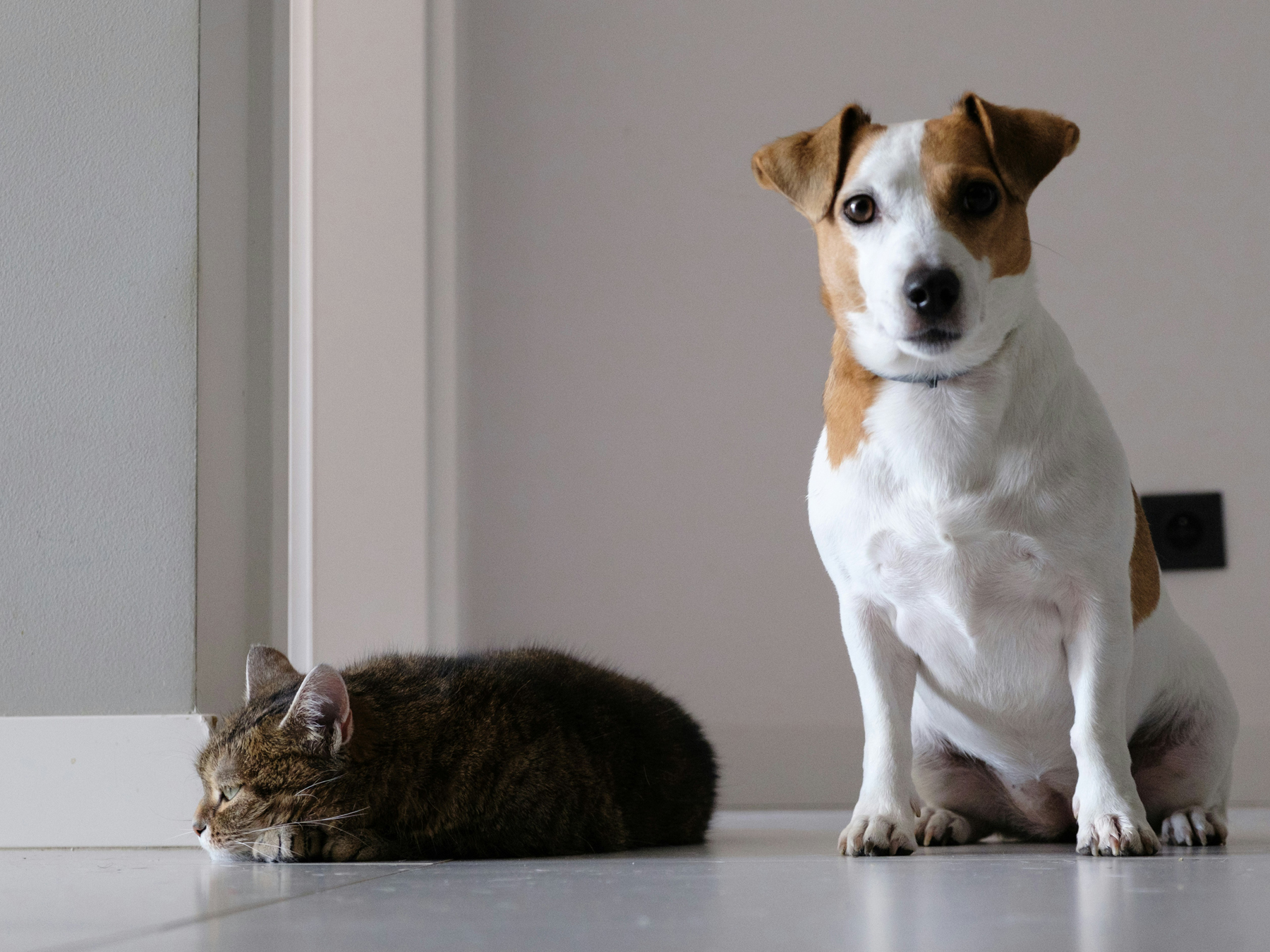 Hund auf Fliesenboden im Wohnbereich